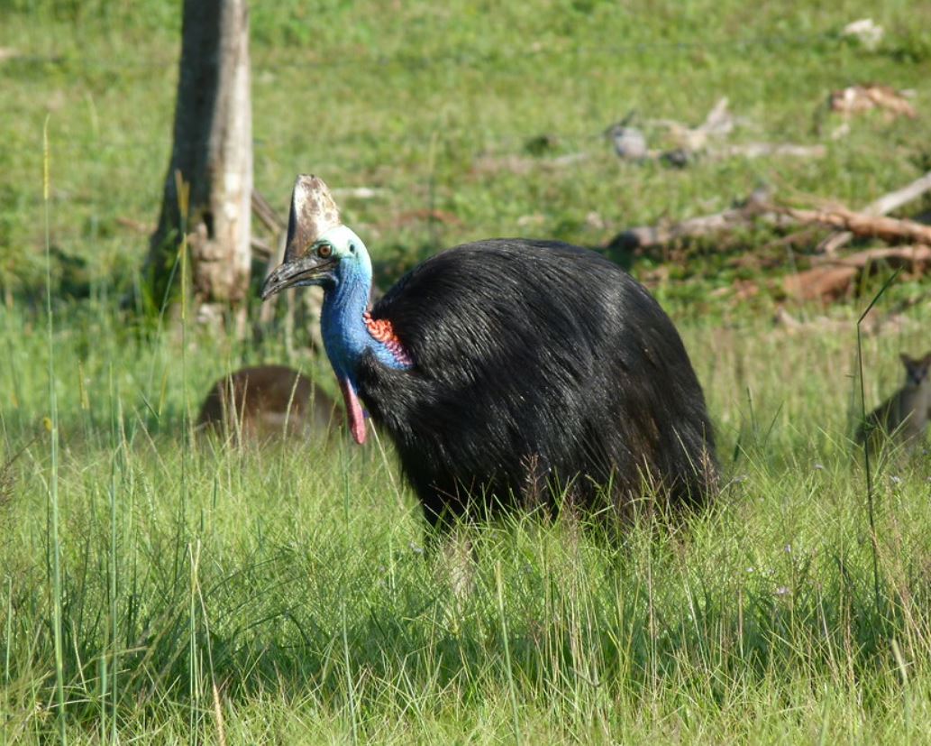  p>双垂鹤鸵(学名: i>casuarius casuarius /i>):是鸟纲,鹤鸵科的 a