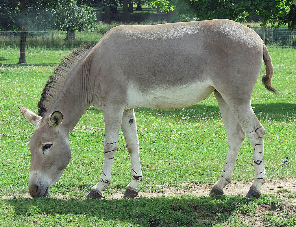  p>非洲野驴,学名: i>equus africanus /i> (von heuglin et