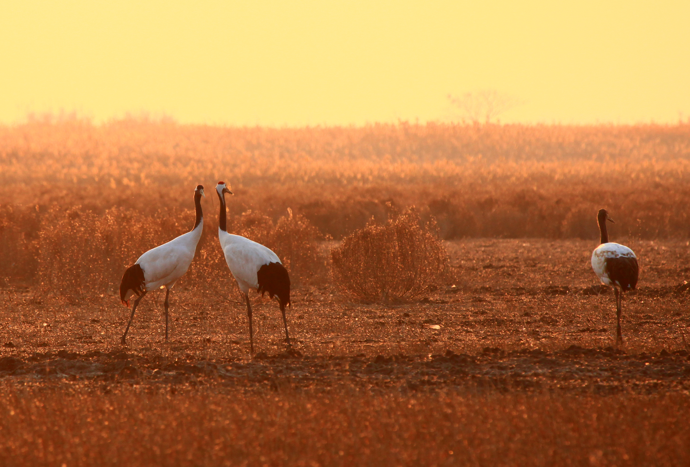 lemmaid="5096789">盐城市 /a>,主要由潮间带滩涂和其他滨海湿地组成