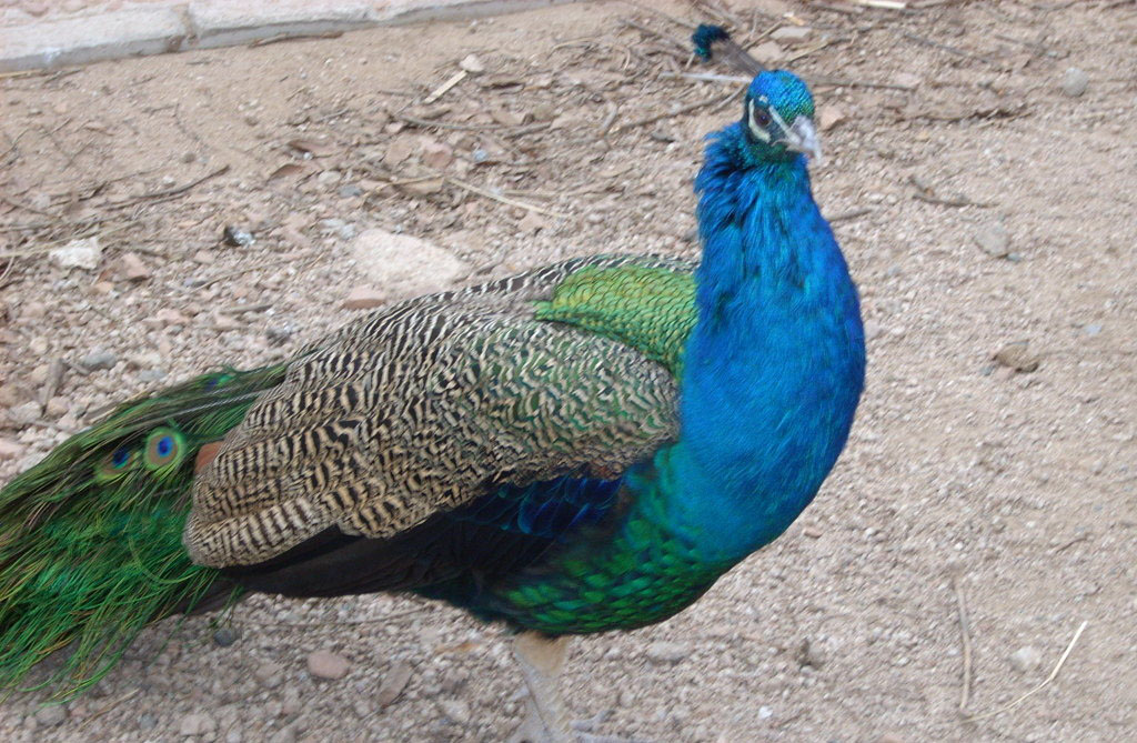  p data-id="gnbkvjhy3y">黑孔雀(拉丁学名pavo