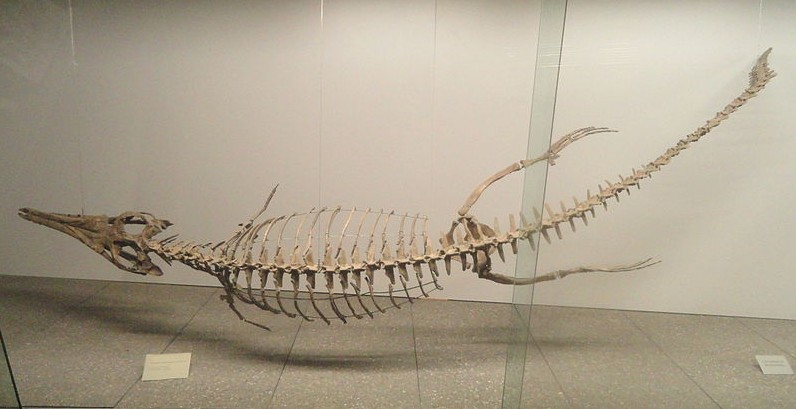  p>平喙鳄也称为地蜥鳄,是一种生活于海洋中的 a href="#" data-lemma