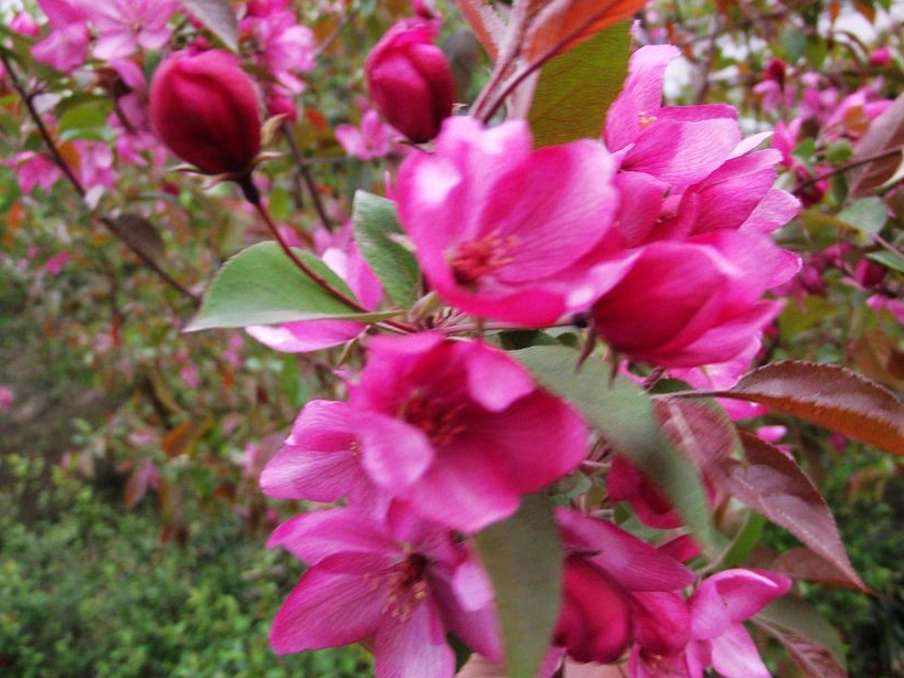  p> b>美国海棠(学名: /b> b> i>malus micromalus  /i> /b> b>cv.