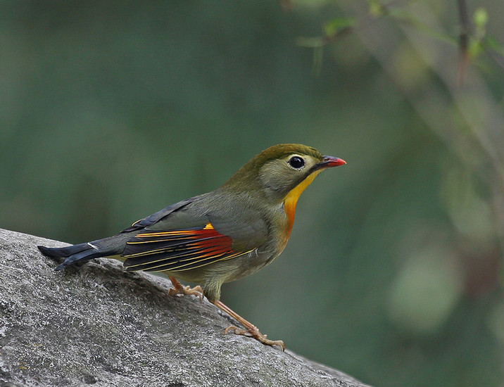  p>红嘴相思鸟(学名: i>leiothrix lutea  /i>(scopoli)):是鸟纲,画眉