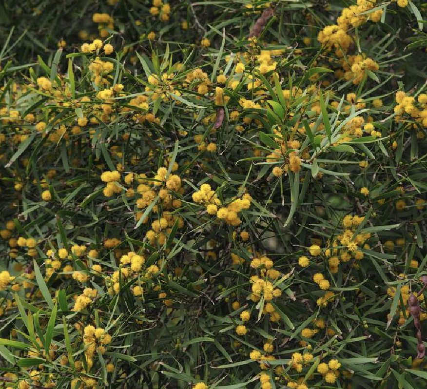  p data-id="gnbke71f8b">台湾相思( i>acacia confusa /i> merr.