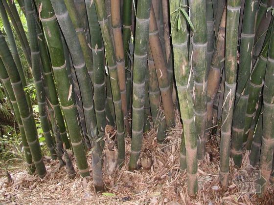  p>绿竿花慈竹属于禾本科.产于四川梁平县腰塘乡栽培. /p>