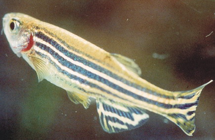 zebra fish