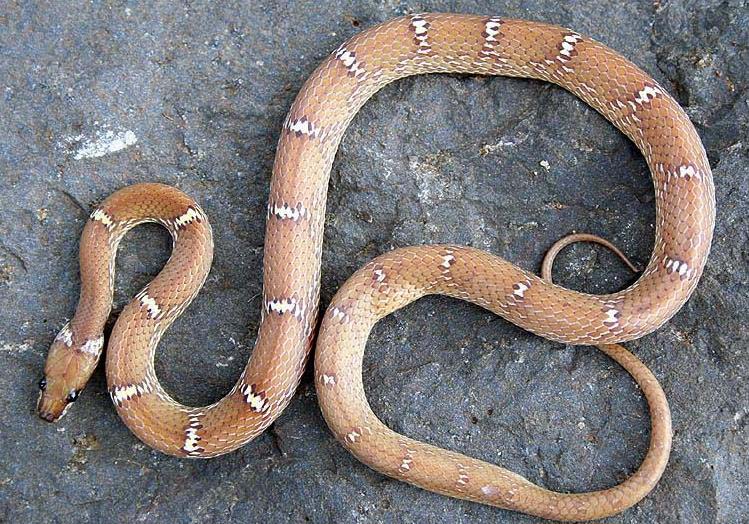  p>白环蛇(学名:lycodon aulicus)是游蛇科白环蛇属的爬行动物,主要