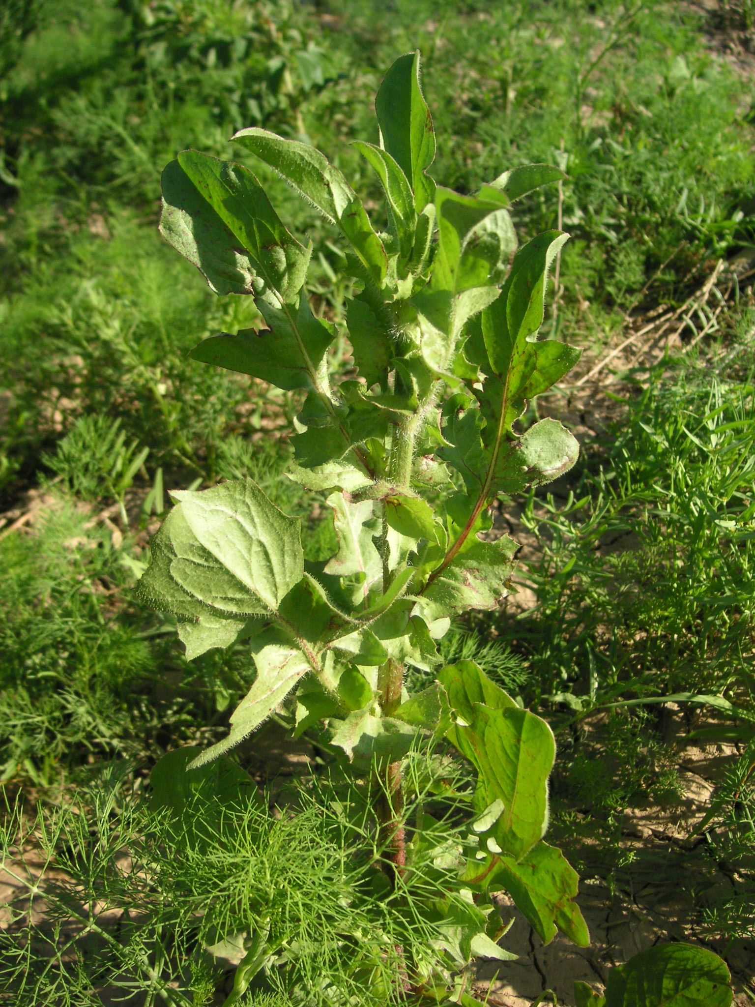 是菊科菊苣属的 a target="_blank" href="/item/多年生草本植物