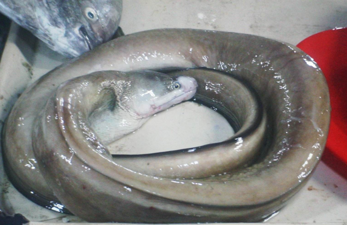  p>蛇鳗科(ophichthyidae)指的是 a href="#" data-lemmaid="3516708"