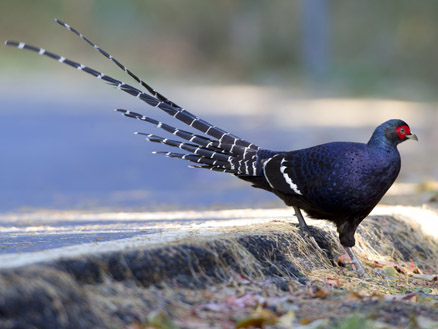  p>黑长尾雉(学名: i>syrmaticus mikado /i>)大型鸡类,体长53~88厘米