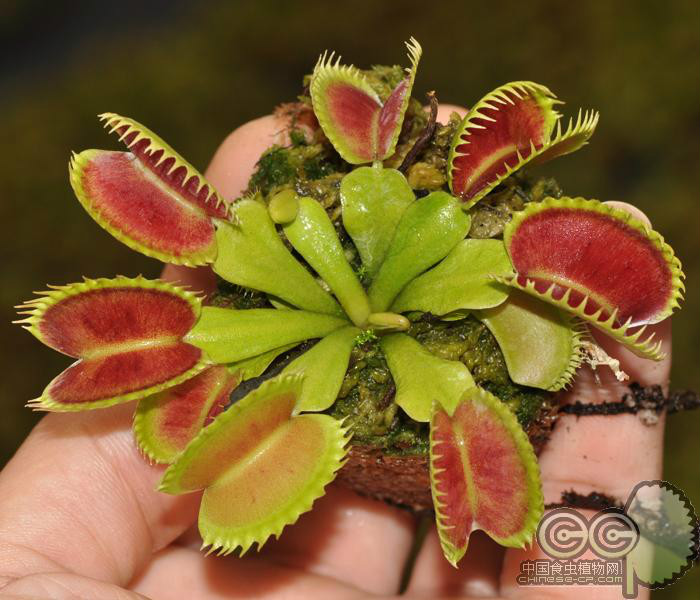 齿状捕蝇草