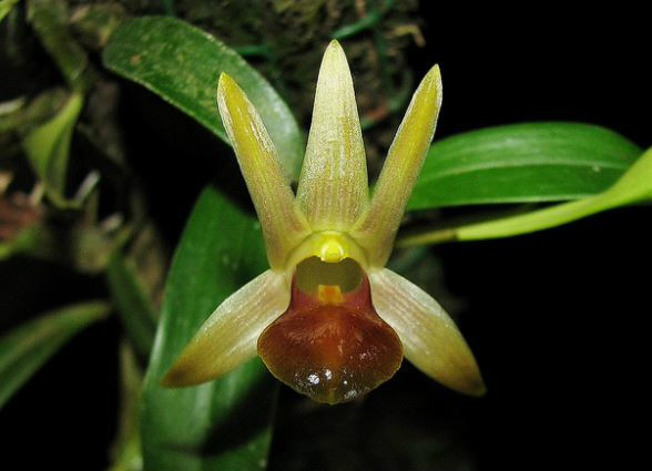  p>台湾厚唇兰(学名: i>epigeneium nakaharaei /i>  (schltr.