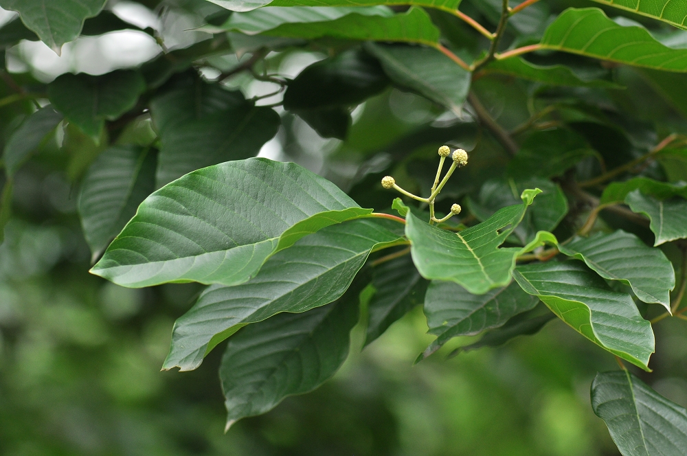  p>喜树属,只有喜树 i>c. acuminata decne.