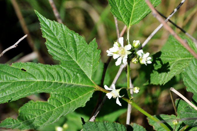  p>凉山悬钩子(学名:rubus fockeanus kurz),是蔷薇科,悬钩子属的落叶