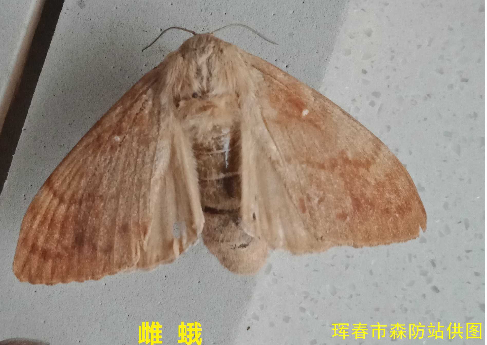  p>落叶松毛虫 i>dendrolimus superans  /i>(butler)是 a href="#">