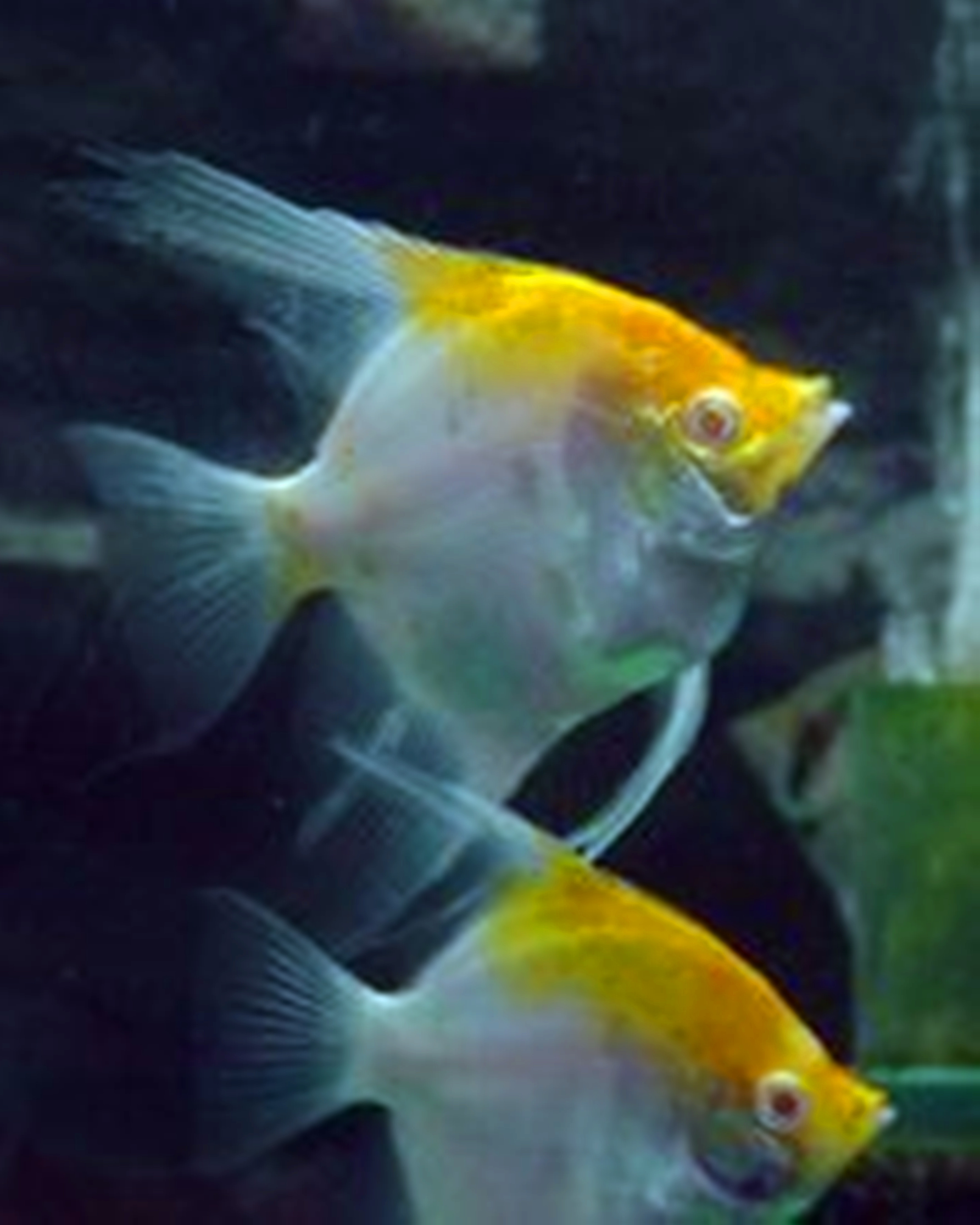  p>三色鱼,又名鸳鸯鱼,落日红.