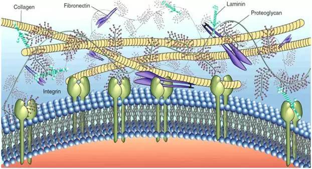 细胞外基质及其生物学作用_百科TA说