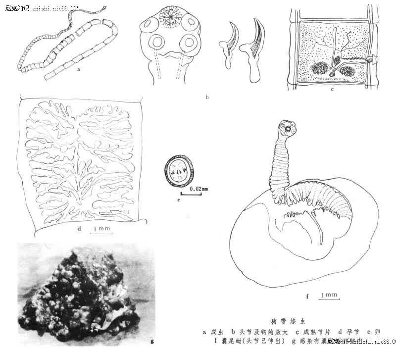 绦虫