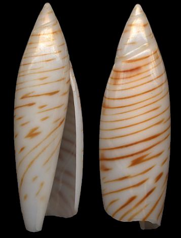 terebellum terebellum