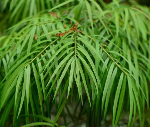  p>海南油杉(学名: i>keteleeria hainanensis /i> chun et tsiang)是