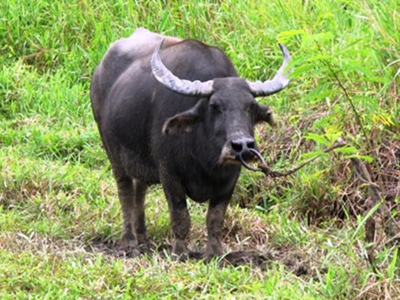 水牛