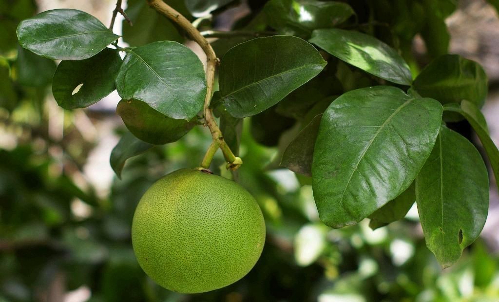  p data-id="gncqrxujf7">柚木( i>tectona grandis /i> l. f.