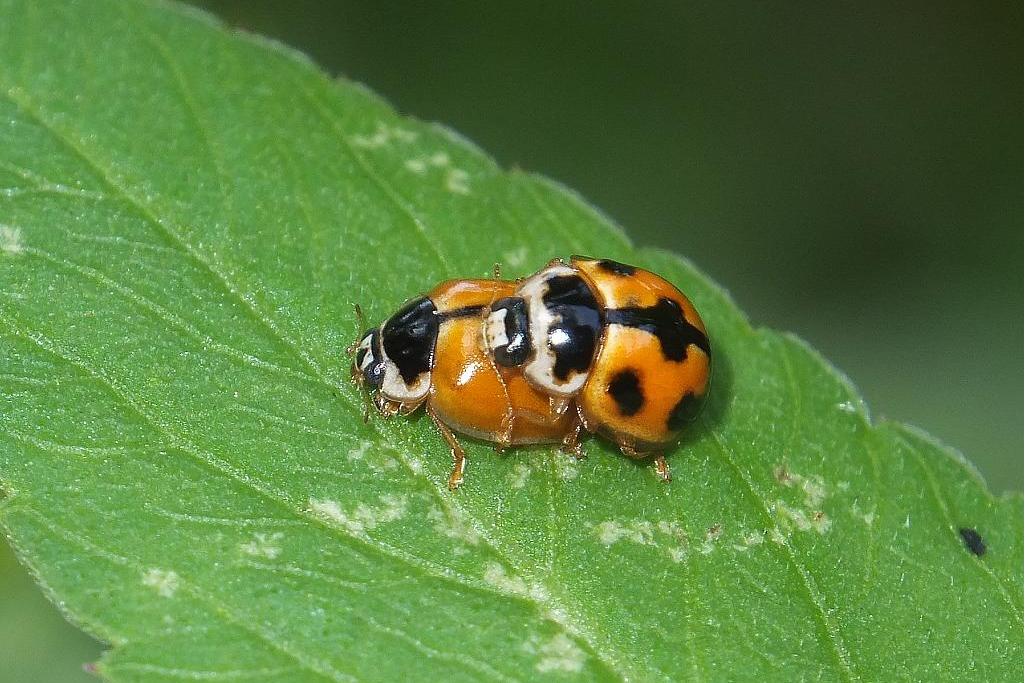 河南郑州(小麦)龟纹瓢虫双二变型