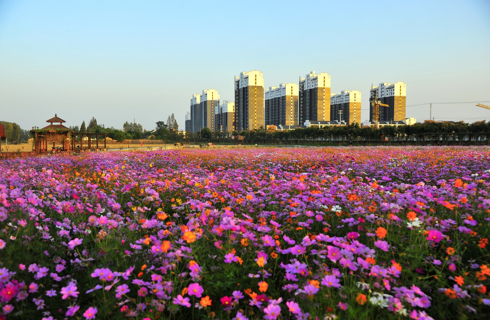  p data-id="gnfjd4he5v">天鸣花海是位于安徽庐江的国家3a级景 span