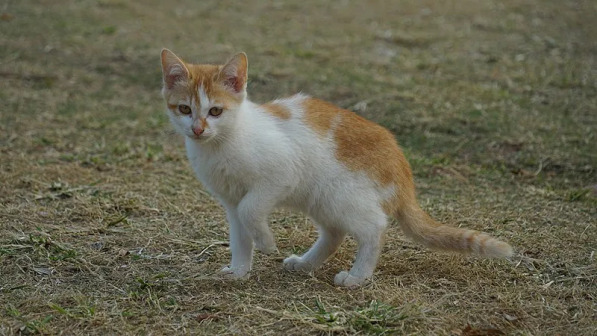 土猫_百度百科