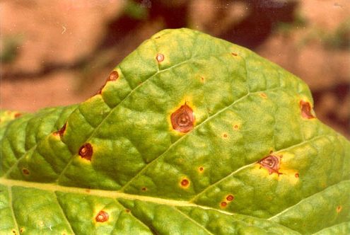 茎枯病,轮纹病,是由烟草壳二孢菌侵染所引起的,发生在烟草上的病害