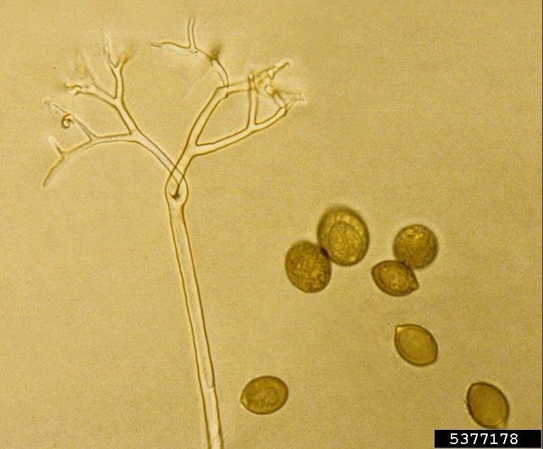  p>瓠瓜霜霉病是由古巴假霜霉引起的,发生在 a target="_blank" href=