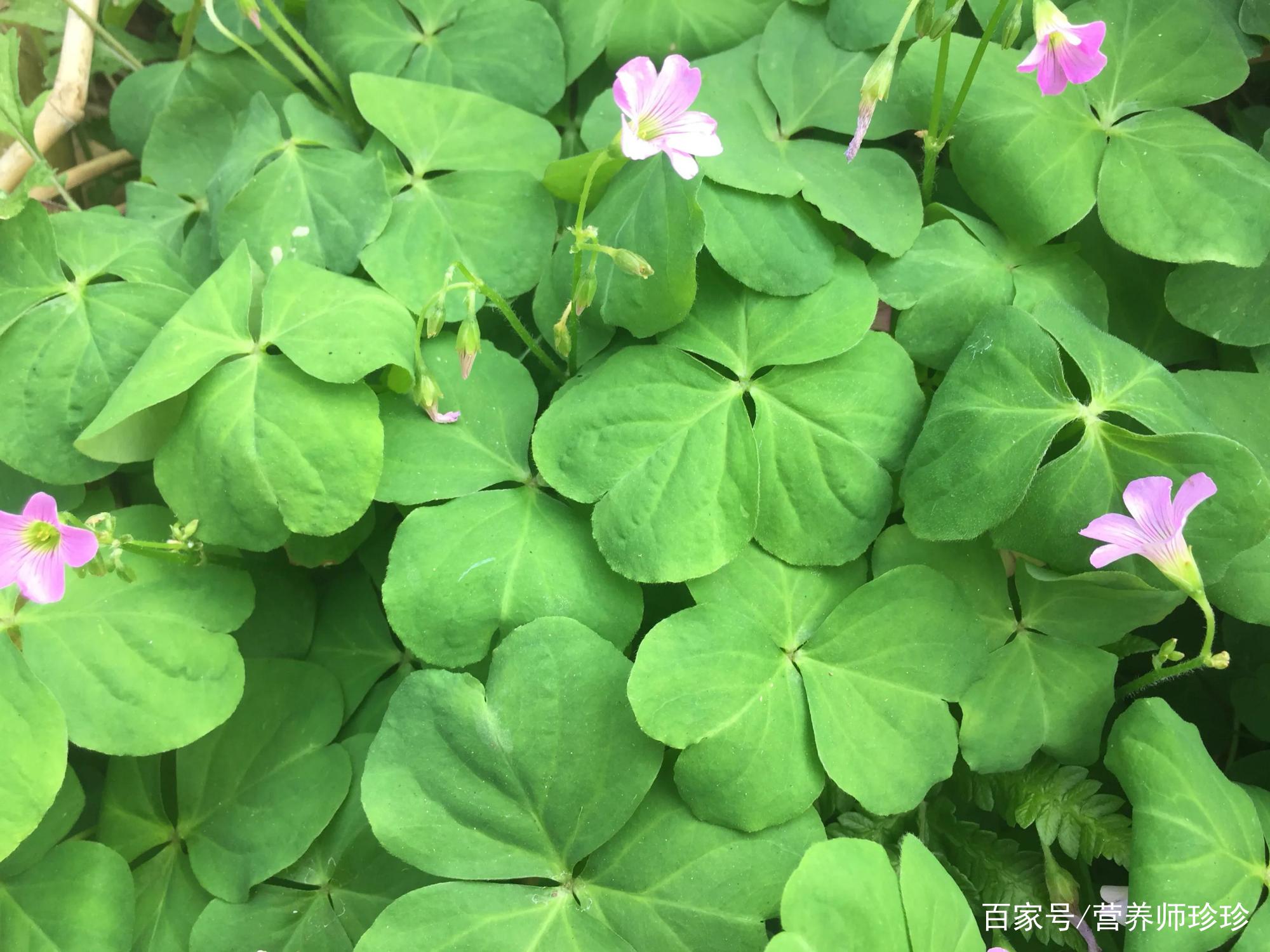 农村一野草 长得像酸酸草 见到可别错过 当盆栽养在家里作用大 百科ta说