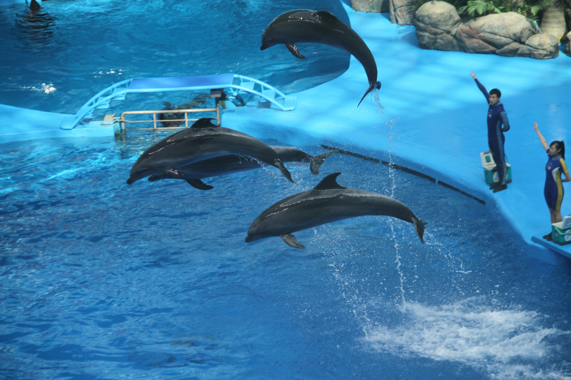 海昌cec·成都极地海洋世界