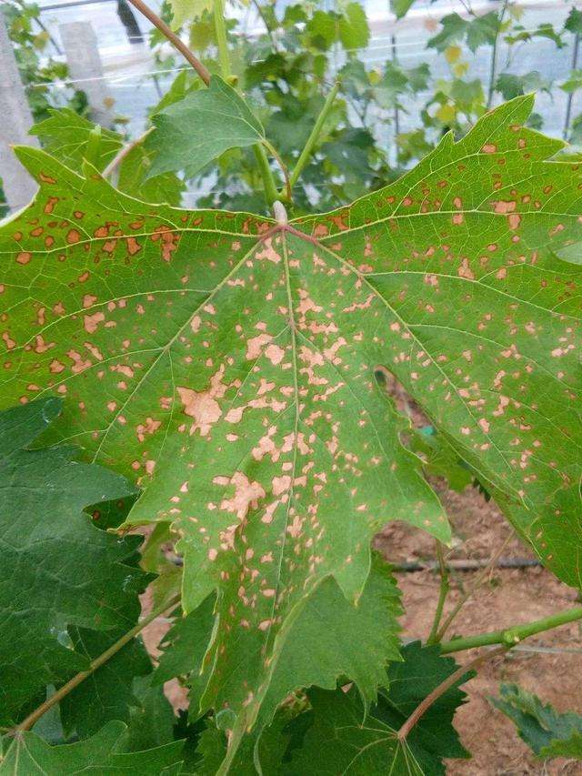  p>葡萄褐斑病又称葡萄斑点病,褐点病,叶斑病和角斑病等,是由葡萄假尾