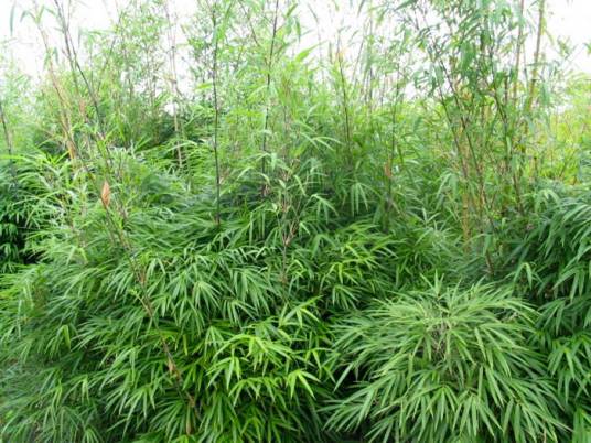 花竿早竹_百度百科