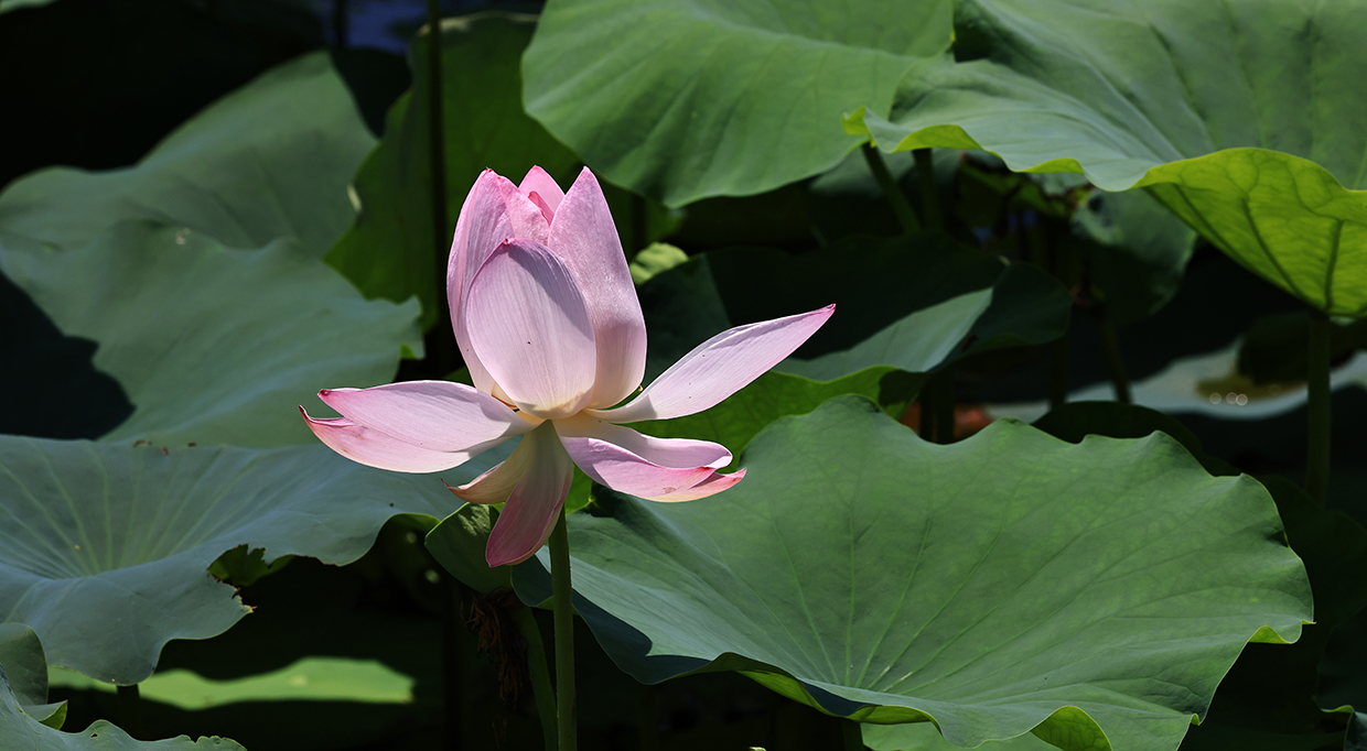 中国宝应荷藕节