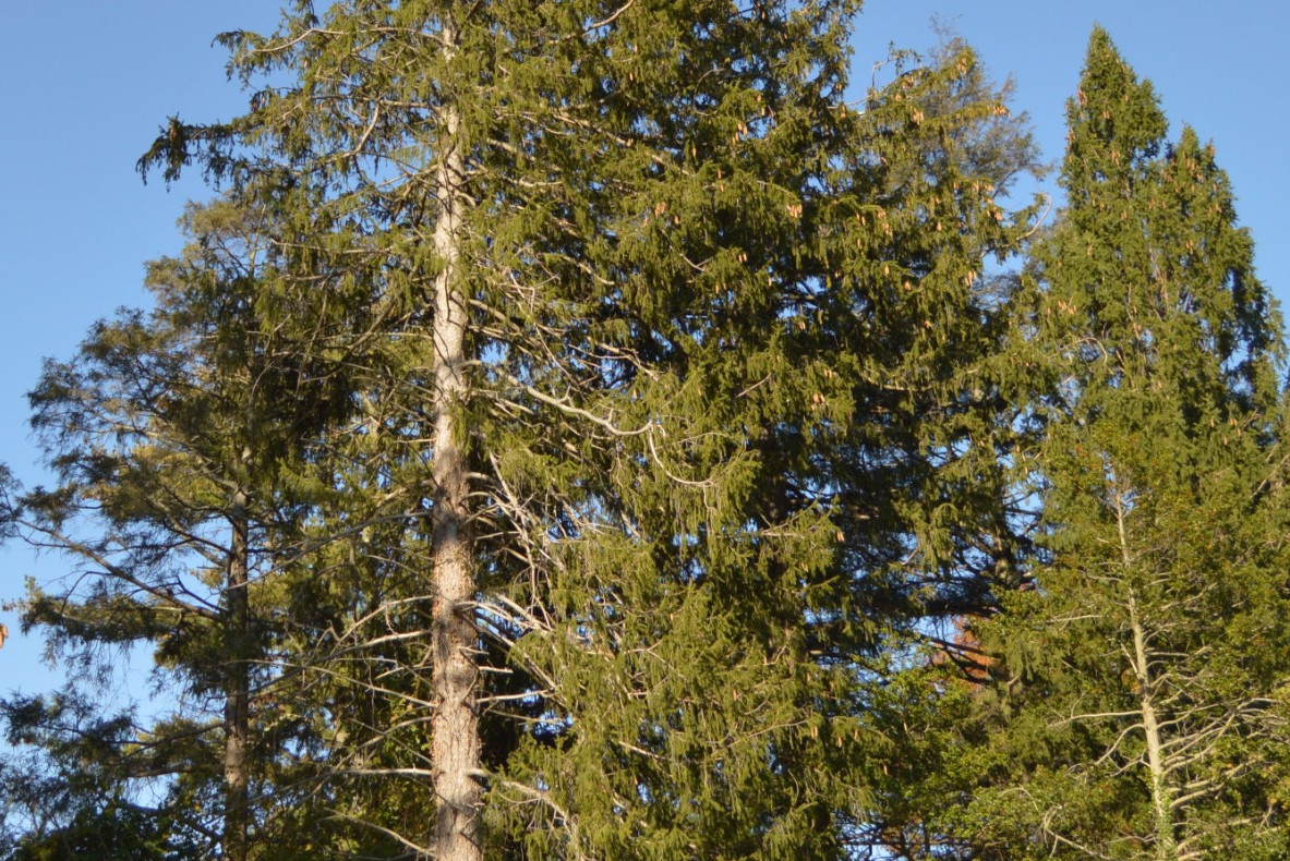 欧洲云杉无性系pab08ts1966