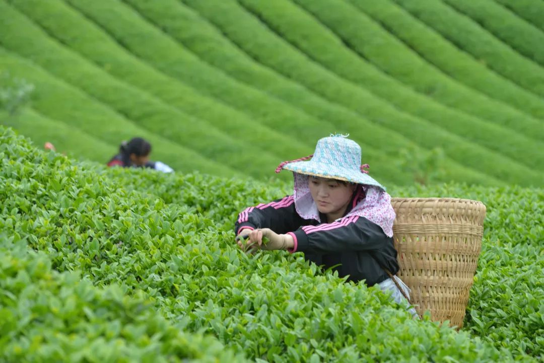 世界三大饮料之一的茶叶，是何时开始种植的？_百科TA说