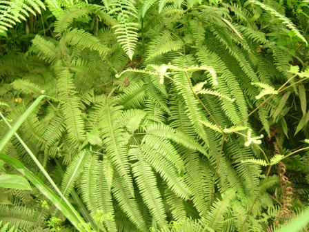 里白（里白科里白属植物）_百度百科