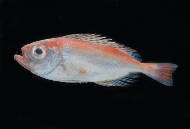  i>priacanthus macracanthus /i>)是大眼鲷科,大眼鲷属鱼类