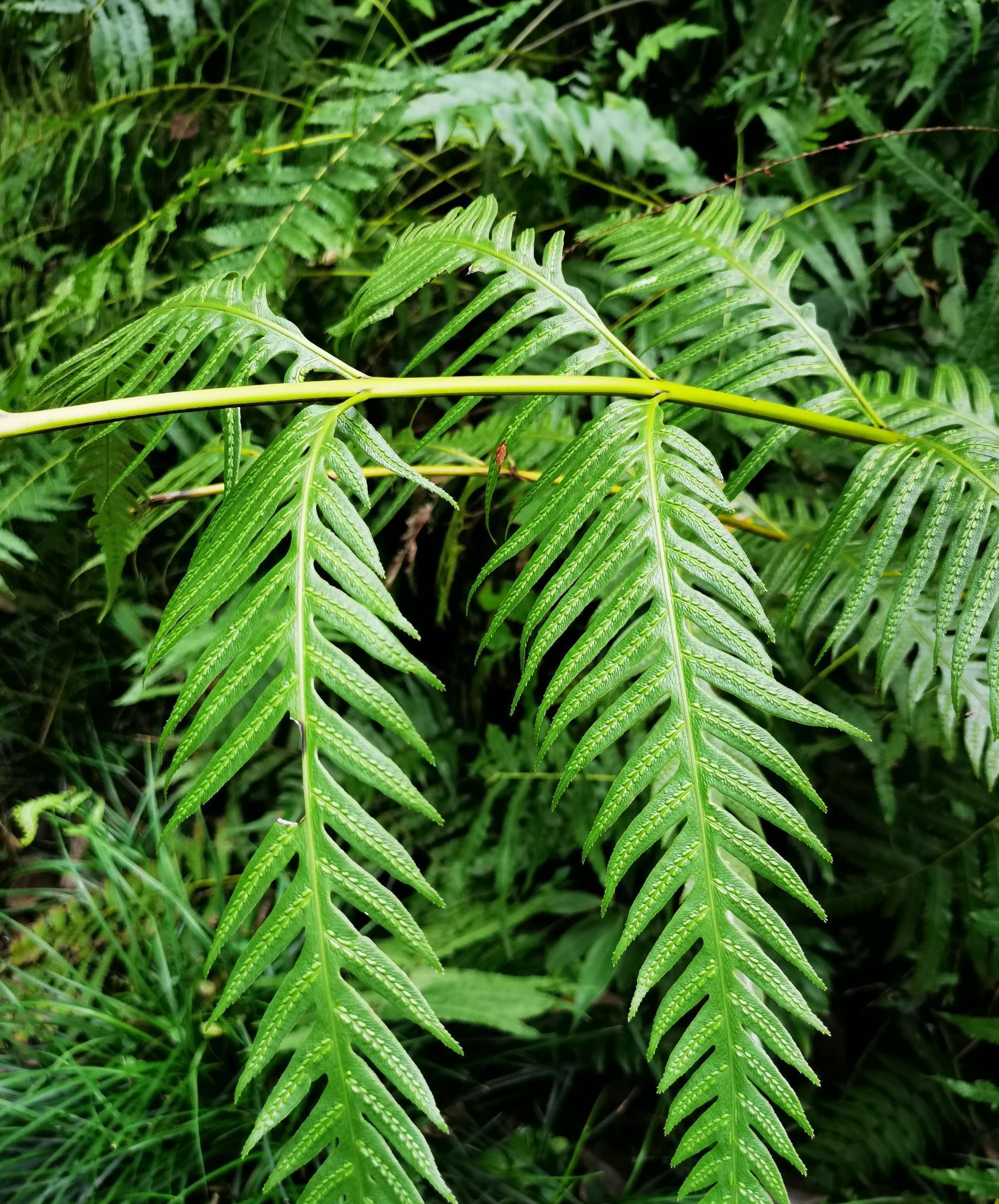 f.) sm.)是乌毛蕨科狗脊属多年生大型蕨类植物.