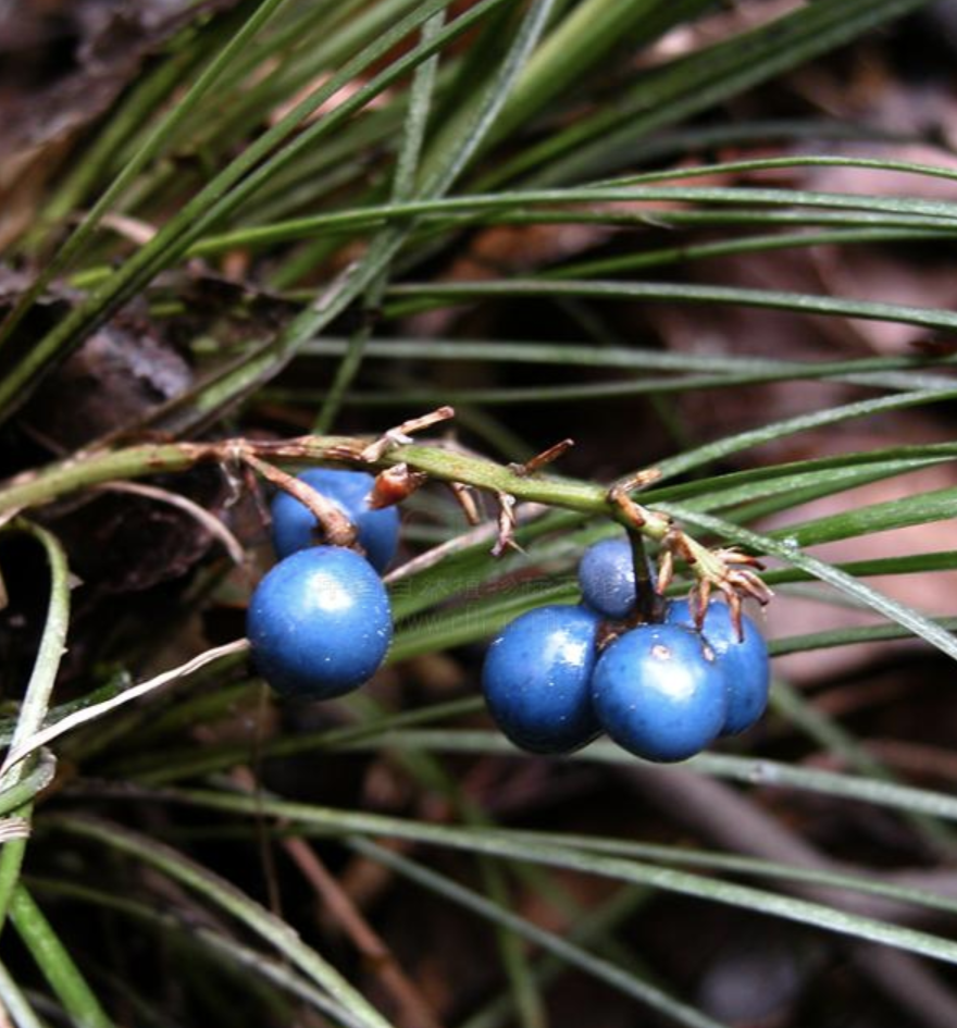 天门冬科沿阶草属 a target="_blank" href="/item/草本植物/719271