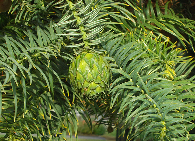 是杉科,杉木属乔木.