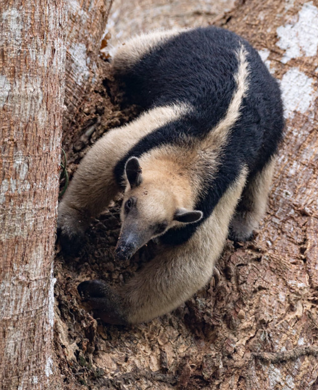 tamandua tetradactyla