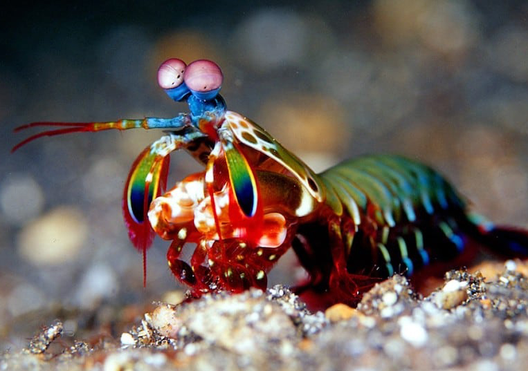  p>雀尾螳螂虾(学名: i>odontodactylus scyllarus /i>):是软甲纲,齿