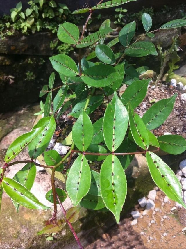  p data-id="gnwvt9twt3">两面针( i>zanthoxylumnitidum /i>(roxb.