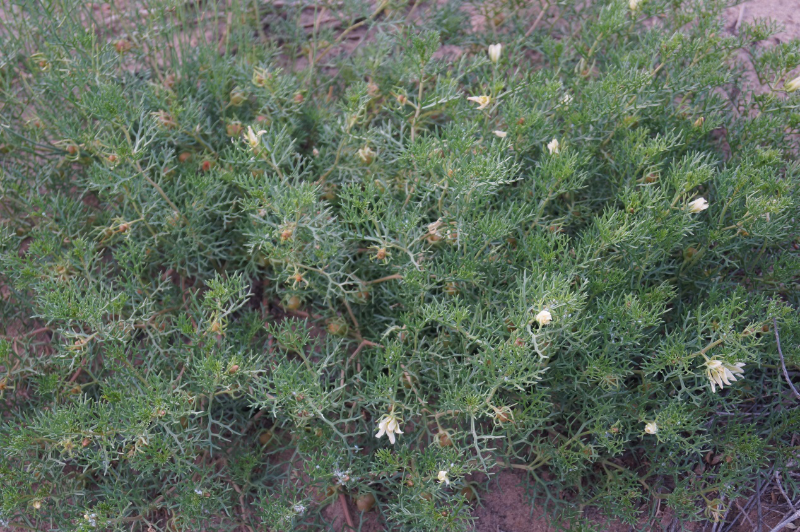 植物 a target="_blank" href="/item/骆驼蓬/4860332" data-lemmaid=