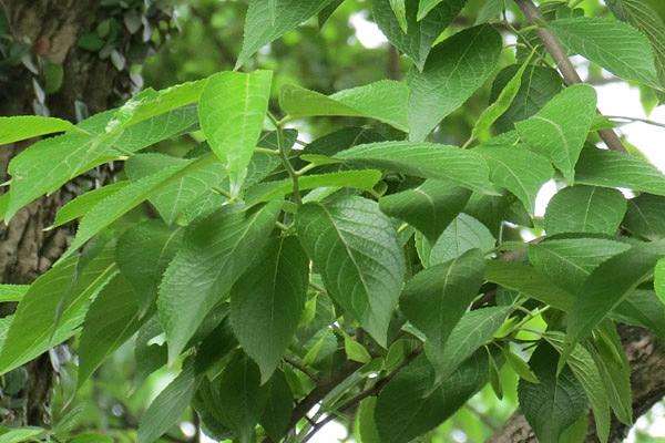 藤杜仲,又名红杜仲,藤杜仲,土杜仲,白杜仲
