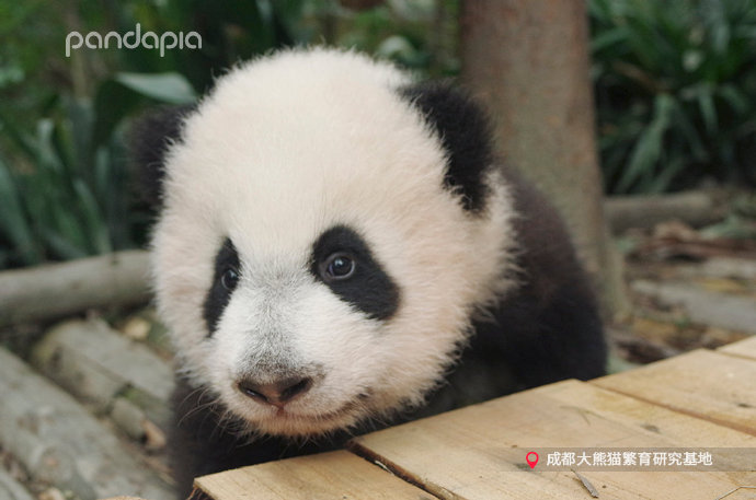  p data-id="tbb1xck6bigz">金宝,又名康尼,雄性大熊猫,2019年8月9日