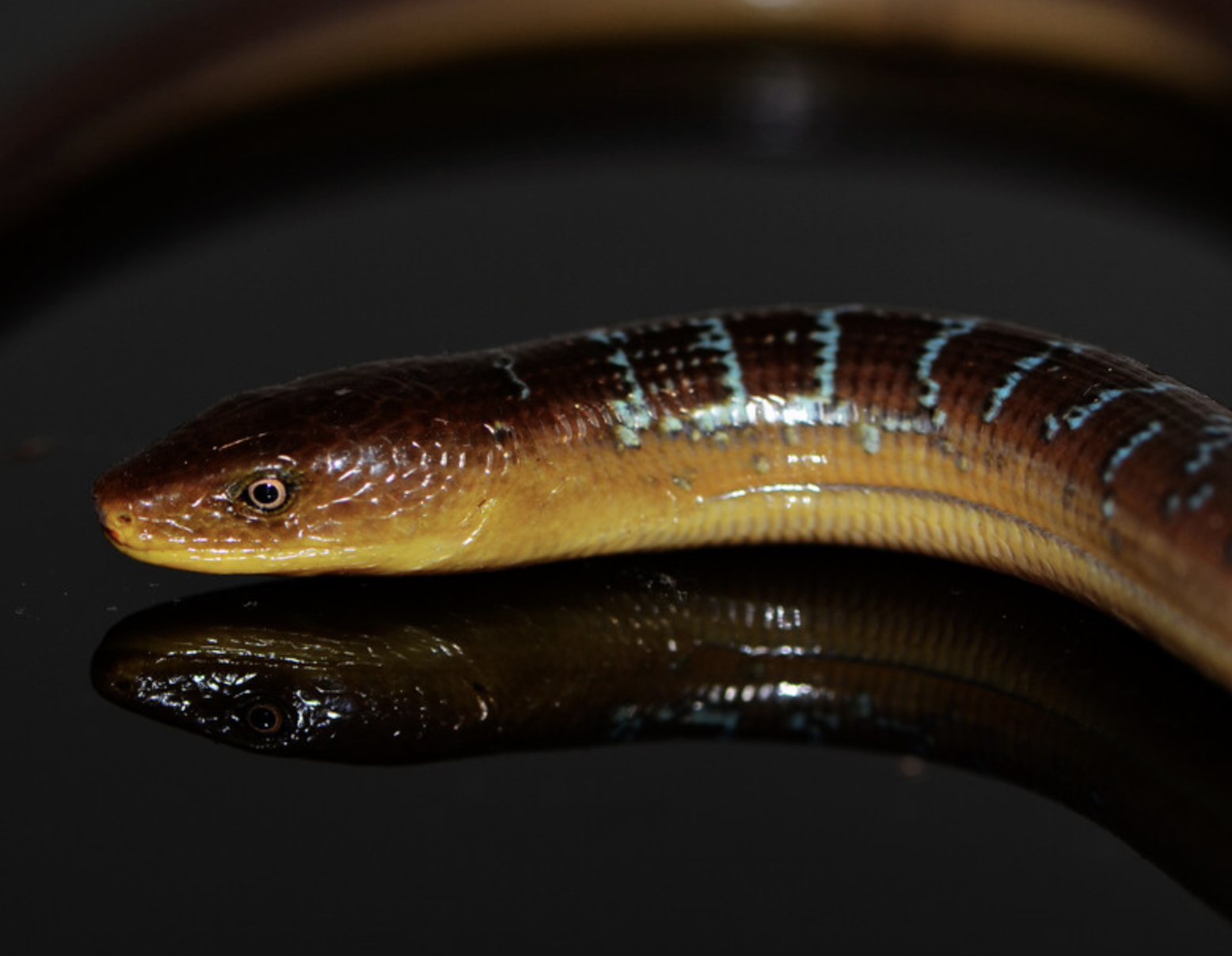 id="gnbv8as030">脆蛇蜥(学名: i>ophisaurus harti /i>)是蛇蜥科